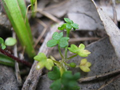 Hydrocotyle foveolata