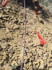 Delphinium nudicaule