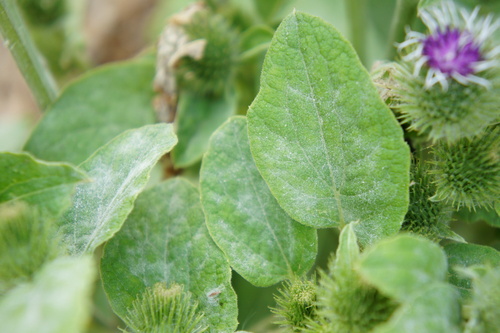 burdock mildew