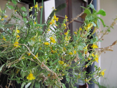 Linaria saxatilis, photograph 6