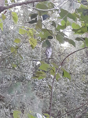Ropalidia romandi