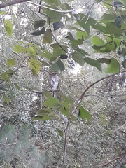 Ropalidia romandi