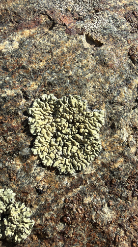 Green Rock-posy