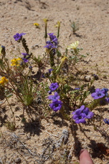 Phacelia fremontii