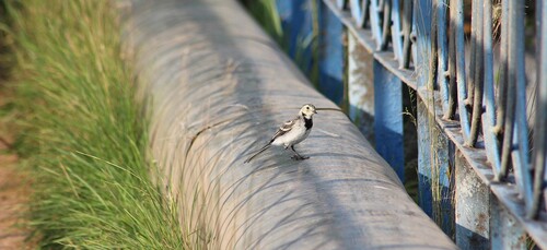 White Wagtail