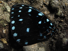 Hamadryas laodamia