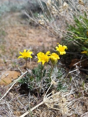 Nestotus stenophyllus