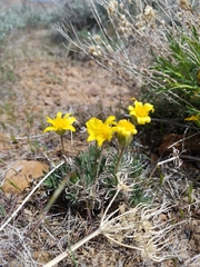 Nestotus stenophyllus