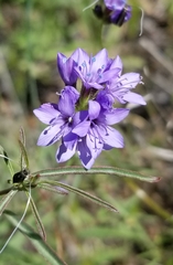 Gilia achilleifolia