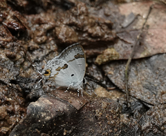 Hypolycaena othona