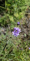 Gilia achilleifolia