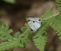 Hypolycaena othona