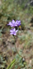Gilia achilleifolia