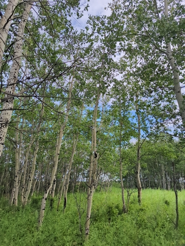 quaking aspen