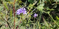 Gilia achilleifolia