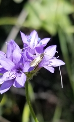 Gilia achilleifolia