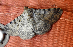 Polydesma boarmoides