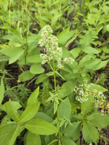 Northern Bedstraw