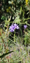 Gilia achilleifolia
