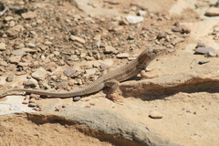 Acanthodactylus