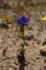 Phacelia fremontii