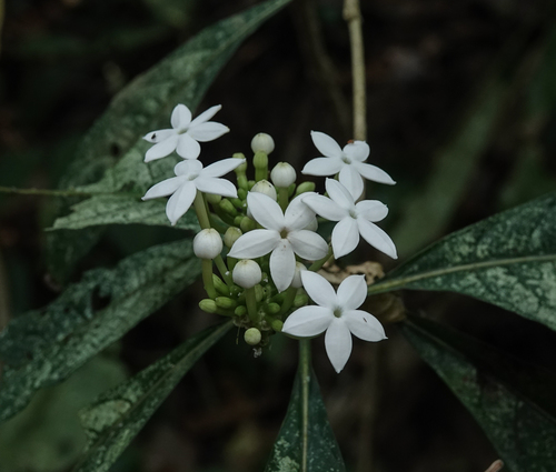 Morinda angustifolia (Morinda angustifolia)