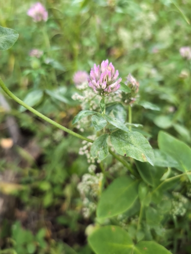 Red Clover