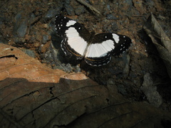 Janatella leucodesma