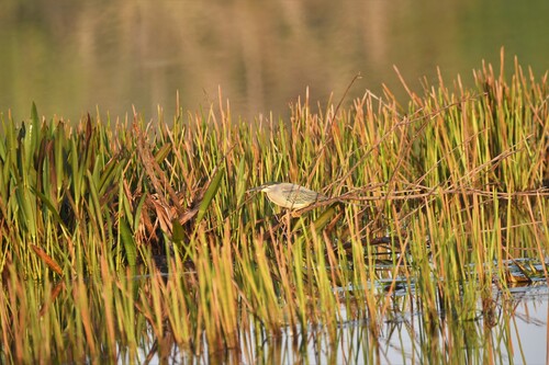 iNaturalist image