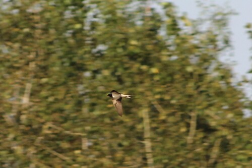 Barn Swallow