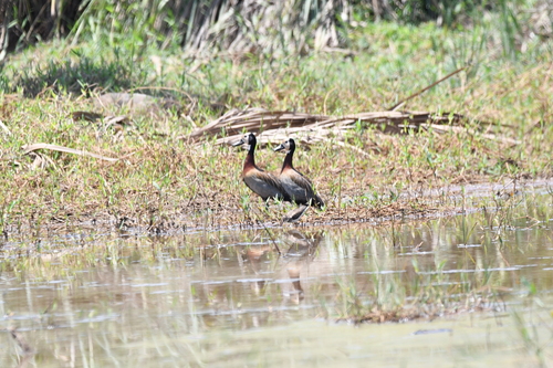 iNaturalist image