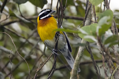 Spindalis dominicensis