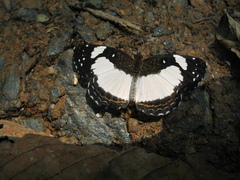 Janatella leucodesma