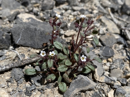 Barneby's phacelia (Phacelia barnebyana)