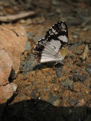 Janatella leucodesma