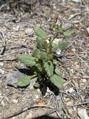 Phacelia lemmonii
