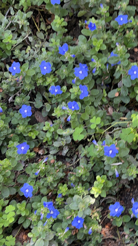 Nemophila menziesii observed 2026-07-25