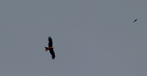 Black Kite