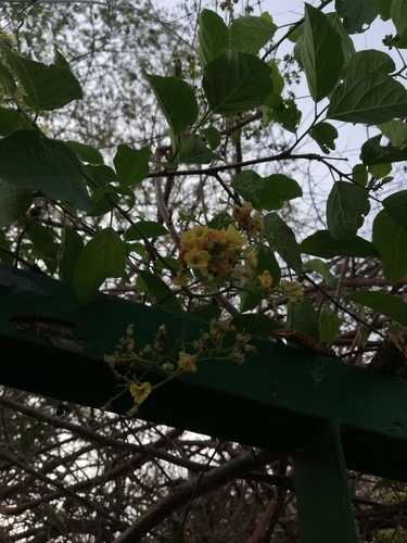 Cordia dentata (Cordia dentata)