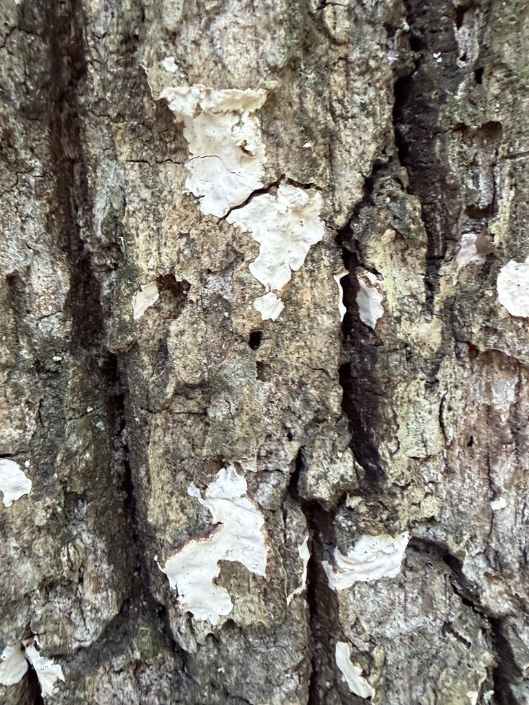 Smooth Patch Disease · July 2026 · photo: Photo: (c) Julie Travaglini, some rights reserved (CC BY) · iNaturalist