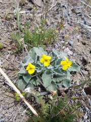 Viola purpurea aurea