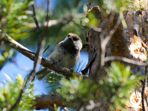 Grey-headed Chickadee (Poecile cinctus), photo 4