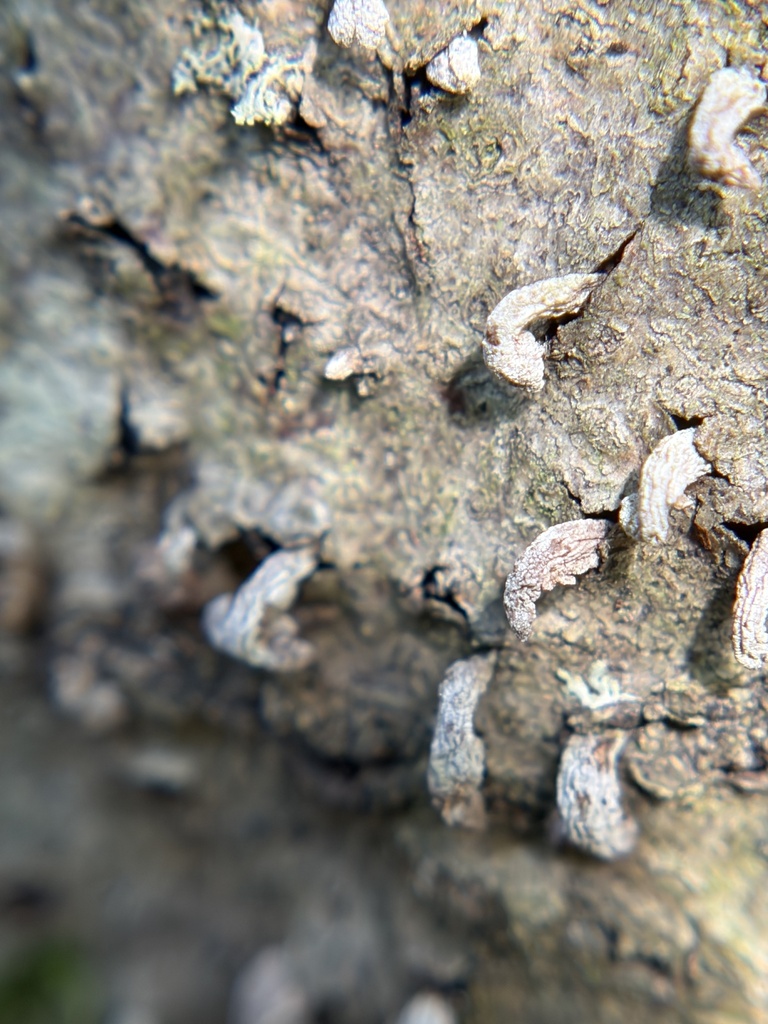 Pendulous-disc Polypore · July 2026 · photo: Photo: (c) Julie Travaglini, some rights reserved (CC BY) · iNaturalist