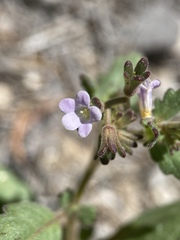 Phacelia lemmonii
