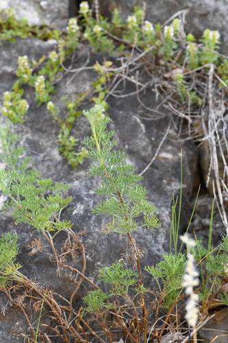 Artemisia alba, photograph 3