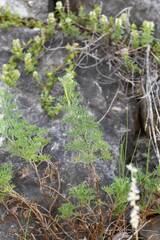 Artemisia alba, photograph (c) Matteo Martini, some rights reserved (CC BY)