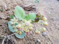Asclepias cryptoceras davisii
