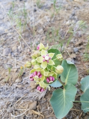 Asclepias cryptoceras davisii