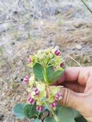 Asclepias cryptoceras davisii