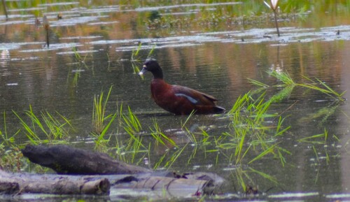 Hartlaub's Duck